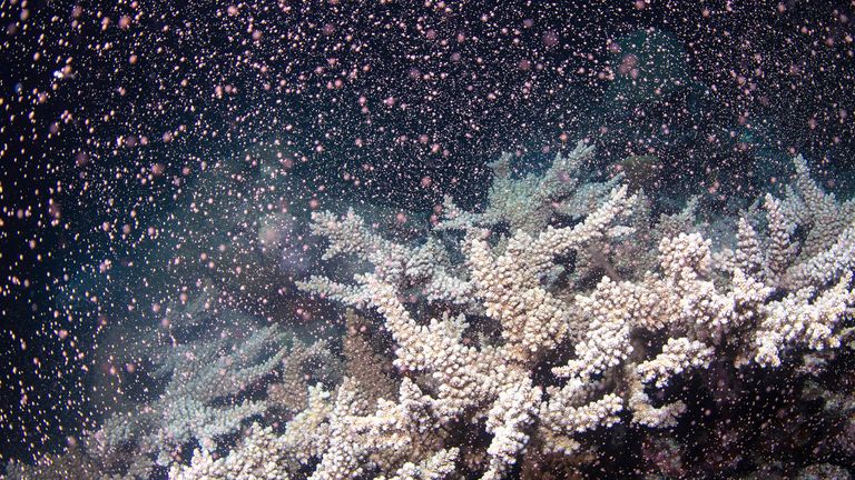 Corals fertilize billions of offspring by casting sperm and eggs into the Pacific Ocean off the Queensland state coastal city of Cairns, Tuesday, Nov. 23, 2021. Australia...s Great Barrier Reef is spawning in an explosion of color as the World Heritage-listed natural wonder recovers from life-threatening coral bleaching episodes. (Gabriel Guzman/Calypso Productions via AP)