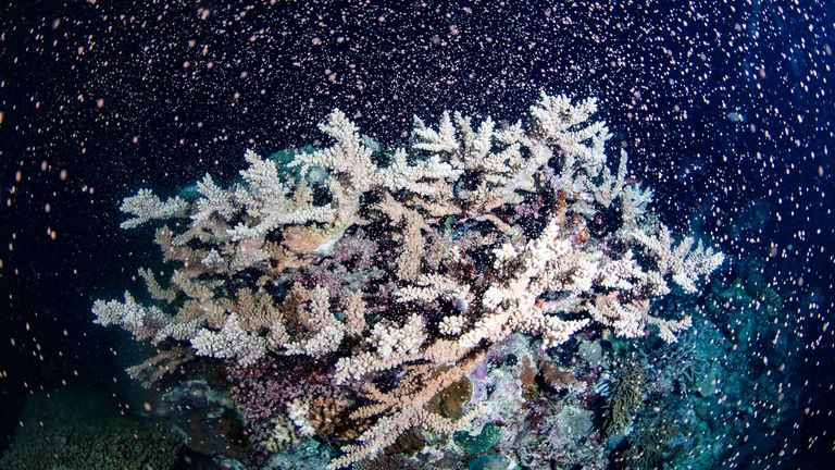 Corals fertilize billions of offspring by casting sperm and eggs into the Pacific Ocean off the Queensland state coastal city of Cairns, Australia, Tuesday, Nov. 23, 2021. Australia...s Great Barrier Reef is spawning in an explosion of color as the World Heritage-listed natural wonder recovers from life-threatening coral bleaching episodes.(Gabriel Guzman/Calypso Productions via AP)