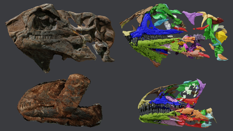 Tengkorak Issi Saaneq dan model 3D setelah CT scan.  Gambar: Victor Beckari