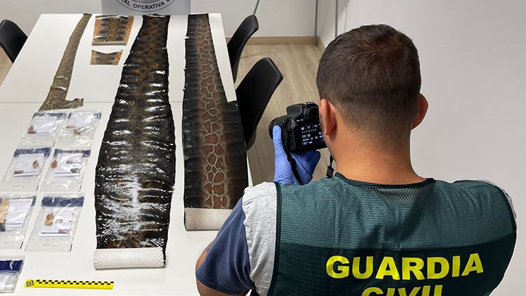 سازمان گاردیا سیویل اسپانیا بیش از 250 کالای حفاظت شده توسط CITES به ارزش 250000 یورو از جمله لاک پشت، طوطی، کالاهای عاج و الوار را کشف و ضبط کرده است.