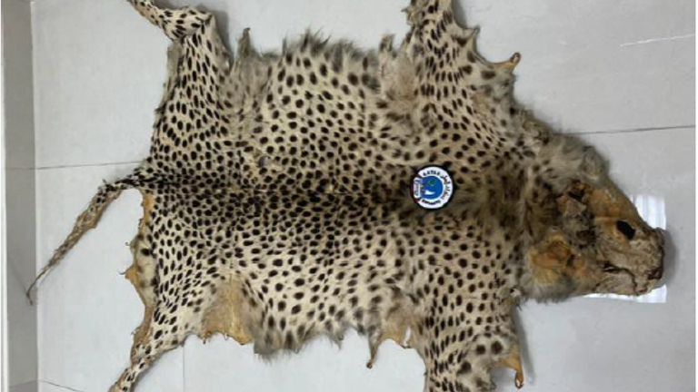 A leopard skin seized in Qatar as part of the investigation