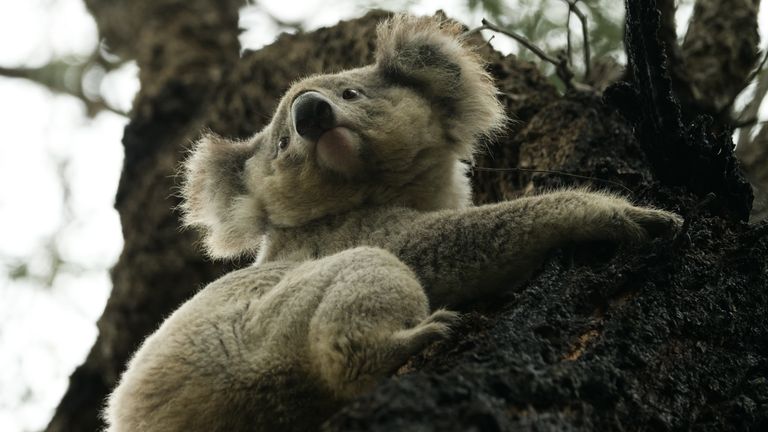 К 2050 году коалы в Новом Южном Уэльсе могут исчезнуть