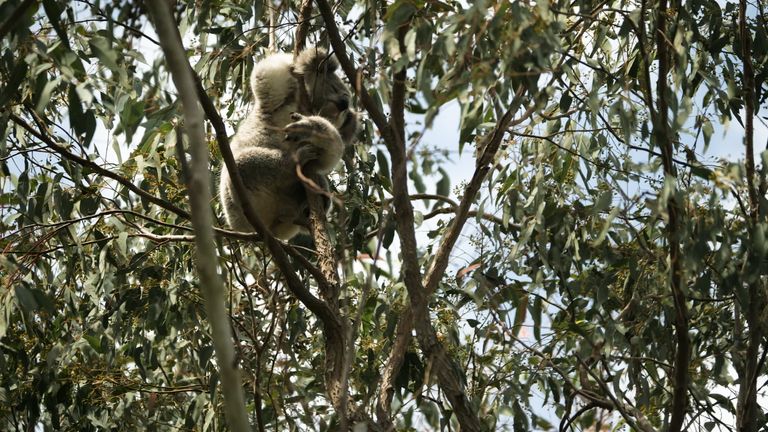 Climate change and rapid urbanisation are threatening the koala population in New South Wales