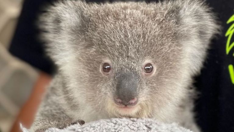 koala call-outs in New South Wales are said to have risen by 47% between 2017 and 2020
