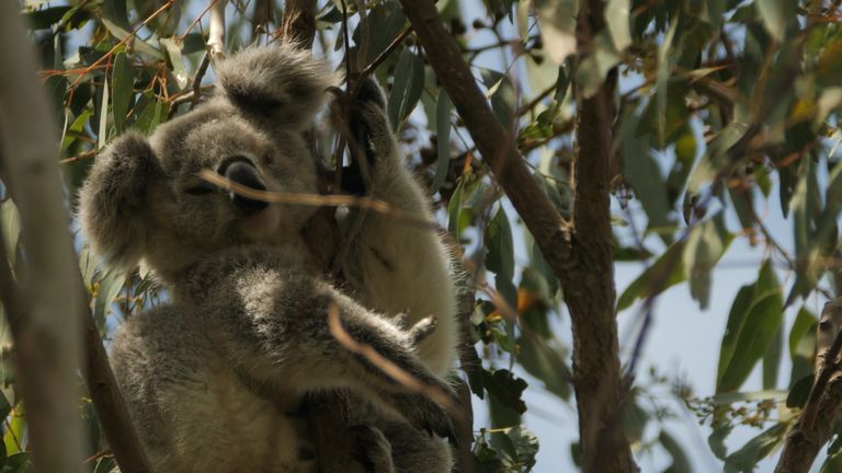 Koalas have become a tense political issues in New South Wales in recent years