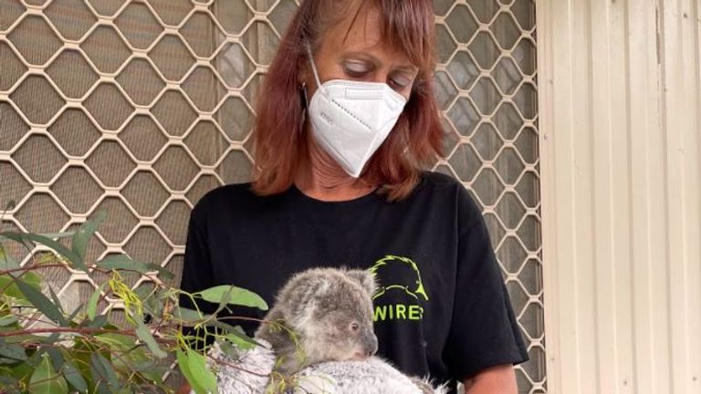 Tracey is a volunteer rescuing koalas in New South Wales