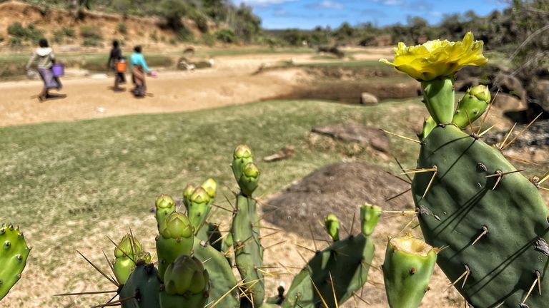 People have been reduced to eating cactus flowers