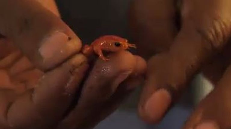 La grenouille mantella dorée fait partie des espèces qui ont été presque tuées au point d'extinction à Madagascar