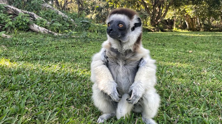 Lemur - Madagascar