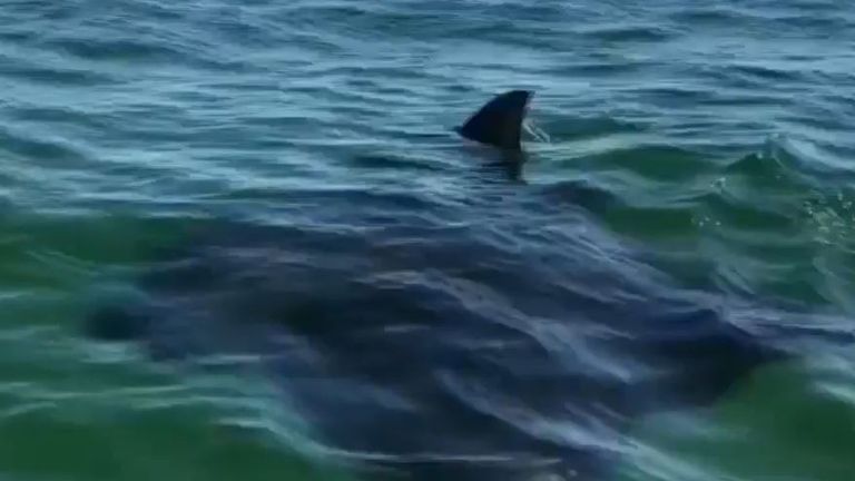 Manta ray swims by lifeguard in Florida