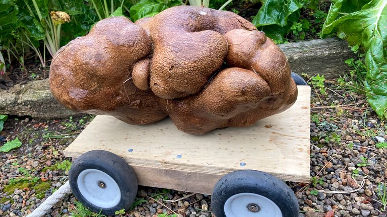 A large potato sits on a trolly in a garden at Donna and Colin Craig-Browns home near Hamilton, New Zealand, Wednesday, Nov 3, 2021. The New Zealand couple dug up a potato the size of a small dog in their backyard and have applied for recognition from Guinness World Records. They say it weighed in at 7.9 kilograms (17 pounds), well above the current record of just under 5 kg. They&#39;ve named the potato Doug, because they dug it up. (Donna Craig-Brown via AP)
PIC:AP

