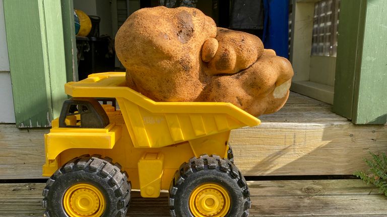 Une grosse pomme de terre se trouve sur un camion jouet chez Donna et Colin Craig-Browns près de Hamilton, en Nouvelle-Zélande, le lundi 30 août 2021. Le couple néo-zélandais a déterré une pomme de terre de la taille d'un petit chien dans leur arrière-cour et a appliqué pour la reconnaissance du Guinness World Records.  Ils disent qu'il pesait 7,9 kilogrammes (17 livres), bien au-dessus du record actuel d'un peu moins de 5 kg.  Ils ont nommé la patate Doug, parce qu'ils l'ont déterrée.  (Donna Craig-Brown via AP) PIC:AP