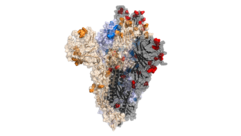 This image shows the spike protein of Omicrom - with all the new mutations in red, blue, gold and black. Pic - Centre for Virus Research at the University of Glasgow 