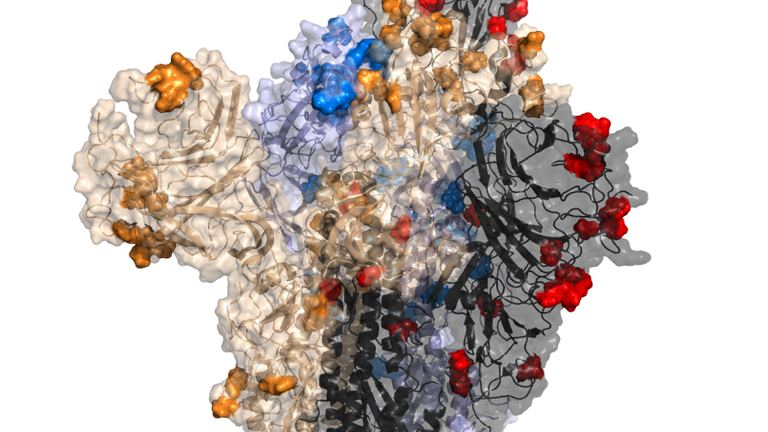 Omicron&#39;s spike protein with new mutations seen in red, blue, gold and black. Pic: Centre for Virus Research at the University of Glasgow