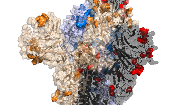 Protéine de pointe d'Omicron avec de nouvelles mutations observées en rouge, bleu, or et noir.  Pic : Centre de recherche sur les virus de l'Université de Glasgow