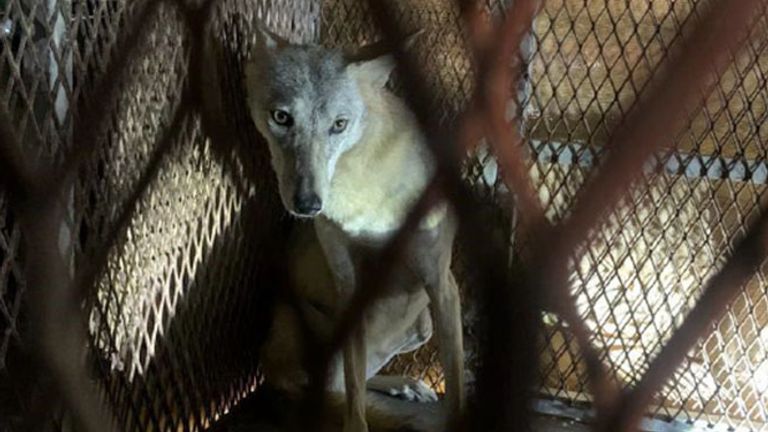 Interception of an Arabian wolf by Qatari authorities