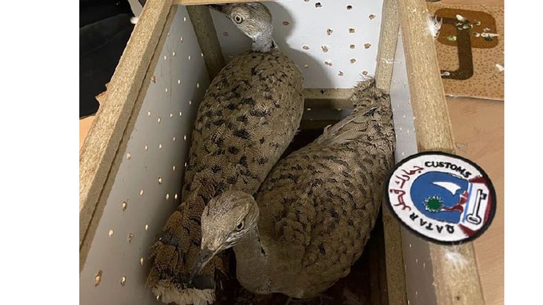 Houbara Bustards squeezed beneath the fake base of a transport box intercepted in Qatar