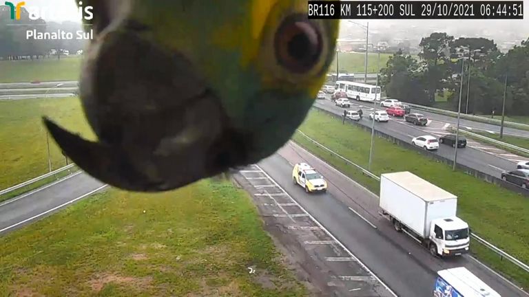 Parrot photobombs road camera in Brazil
