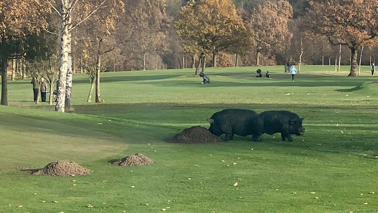 Pigs takeover Lightcliffe Golf Club 