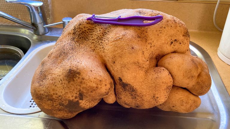 Une grosse pomme de terre se trouve sur un banc de cuisine chez Donna et Colin Craig-Browns près de Hamilton, en Nouvelle-Zélande, le lundi 30 août 2021. Le couple néo-zélandais a déterré une pomme de terre de la taille d'un petit chien dans leur arrière-cour et a demandé reconnaissance du Guinness World Records.  Ils disent qu'il pesait 7,9 kilogrammes (17 livres), bien au-dessus du record actuel d'un peu moins de 5 kg.  Ils ont nommé la patate Doug, parce qu'ils l'ont déterrée.  (Donna Craig-Brown via AP) PIC:AP
