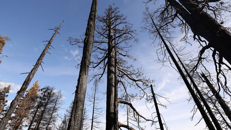 Dead redwood trees are shown which were devastated from the at the KNP Complex fire at the Redwood Mountain Grove in the KingsCanyon National Park, Calif., Friday, Nov. 19, 2021. (AP Photo/Gary Kazanjian)