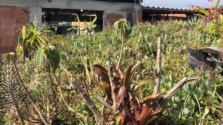 Luis Cassiano&#39;s piece of tropical paradise in the Parque Arara favela north of Rio