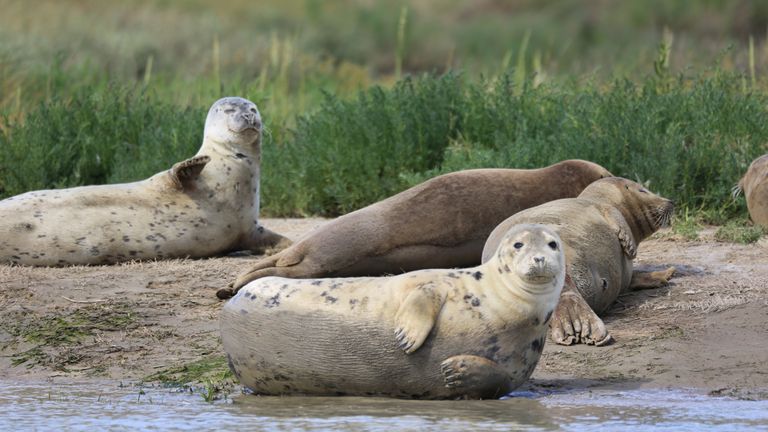 Undated handout photo issued by Zoological Society of London (ZSL) of seals on the River Thames. According to the the first ever State of the Thames report the river is a "rich and varied" home for wildlife including seahorses and sharks, a ZSL led report into the health of the river has concluded six decades after parts of it were declared "biologically dead". Issue date: Wednesday November 10, 2021.
