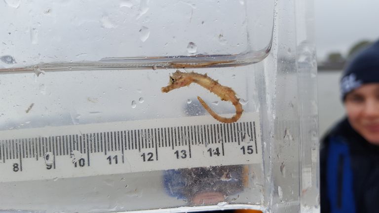 Undated handout photo issued by Zoological Society of London (ZSL) of a seahorse from the River Thames. According to the the first ever State of the Thames report the river is a "rich and varied" home for wildlife including seahorses and sharks, a ZSL led report into the health of the river has concluded six decades after parts of it were declared "biologically dead". Issue date: Wednesday November 10, 2021.
