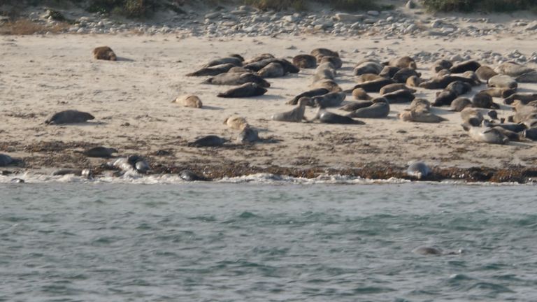 Seals on the Isles of Scilly