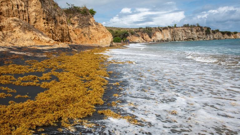 Seaweed could be used a possible treatment for COVID-19. Pic: AP