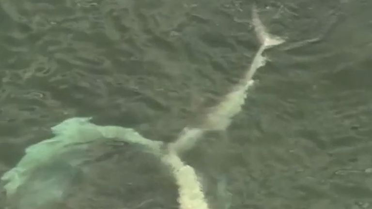 Sharks feed on dead whale off Australia