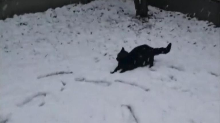 Cat enjoys snow in a garden in the West Midlands