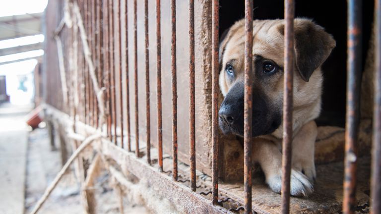 South Korea to consider banning dog meat | World News | Sky News