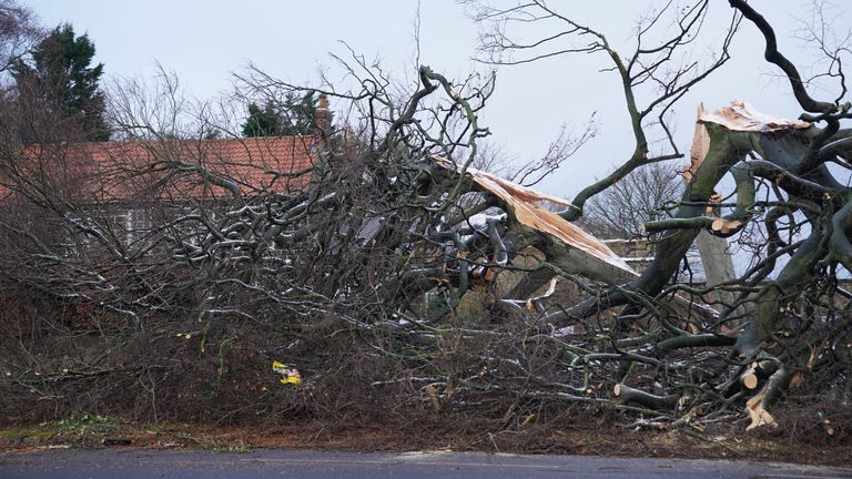 سقوط درخت در شمال تاین ساید پس از طوفان آرون که در بسیاری از بریتانیا ویران کرد.