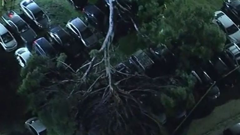 Tree falls on 30 cars in Los Angeles