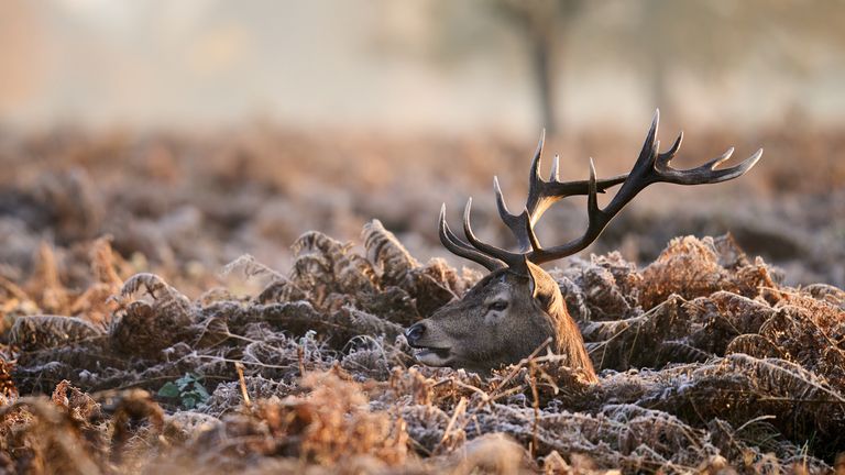 A red stag deer on a cold morning in Bushy Park, London. Picture date: Tuesday November 23, 2021.
