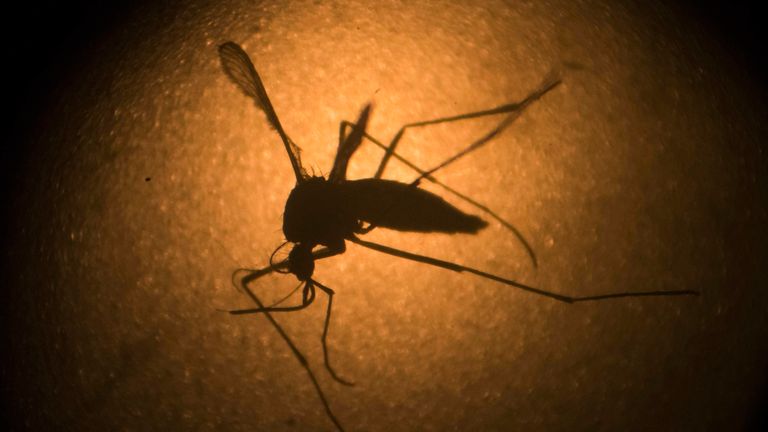 In this Jan. 27, 2016 file photo, an Aedes aegypti mosquito known to carry the Zika virus, is photographed through a microscope at the Fiocruz institute in Recife, Pernambuco state, Brazil. (AP Photo/Felipe Dana, File)                                                                                                                                                                                                                                                                                          