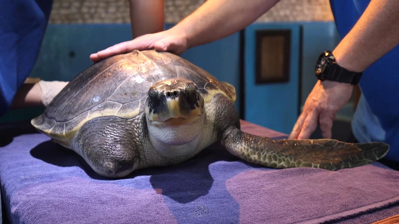 Video: Injured sea turtle from Maldives finds forever home in Scotland ...