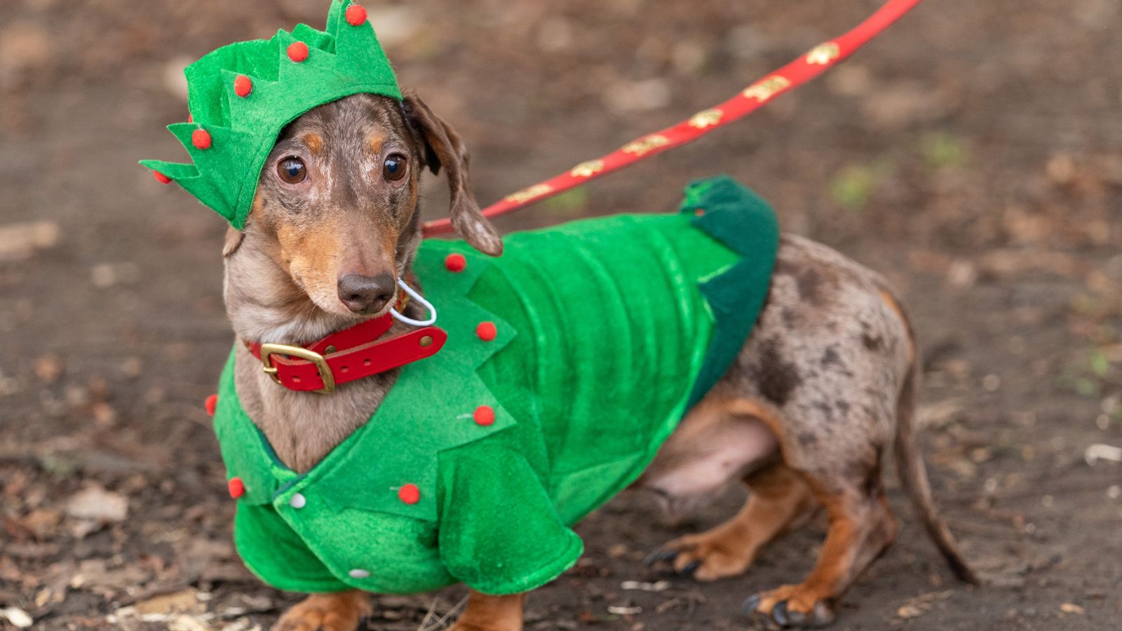 Dachshund through the snow Sausage dogs enjoy annual Christmas fancy