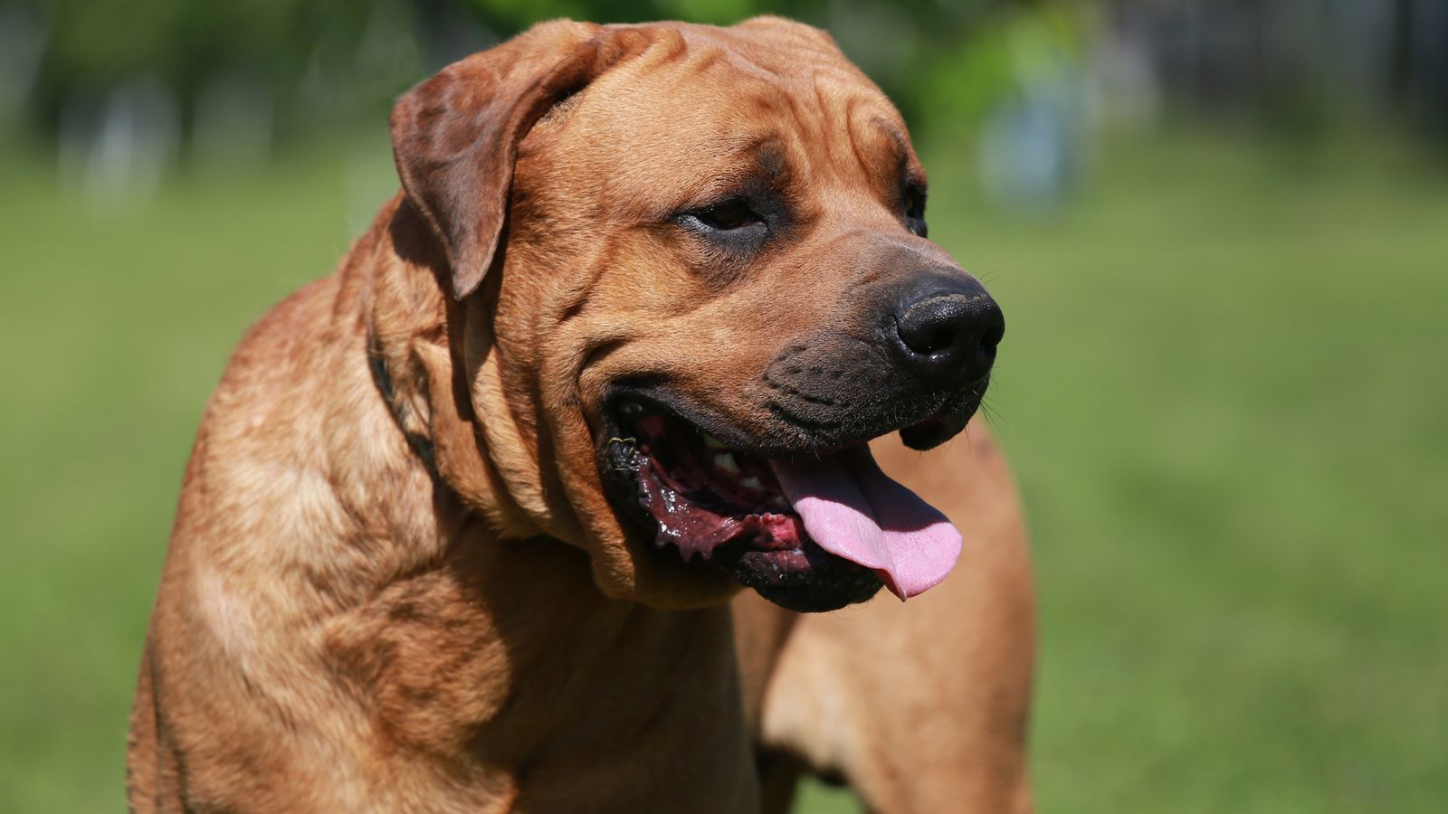 Hundreds of 'dangerous' dogs killed after being seized by police but