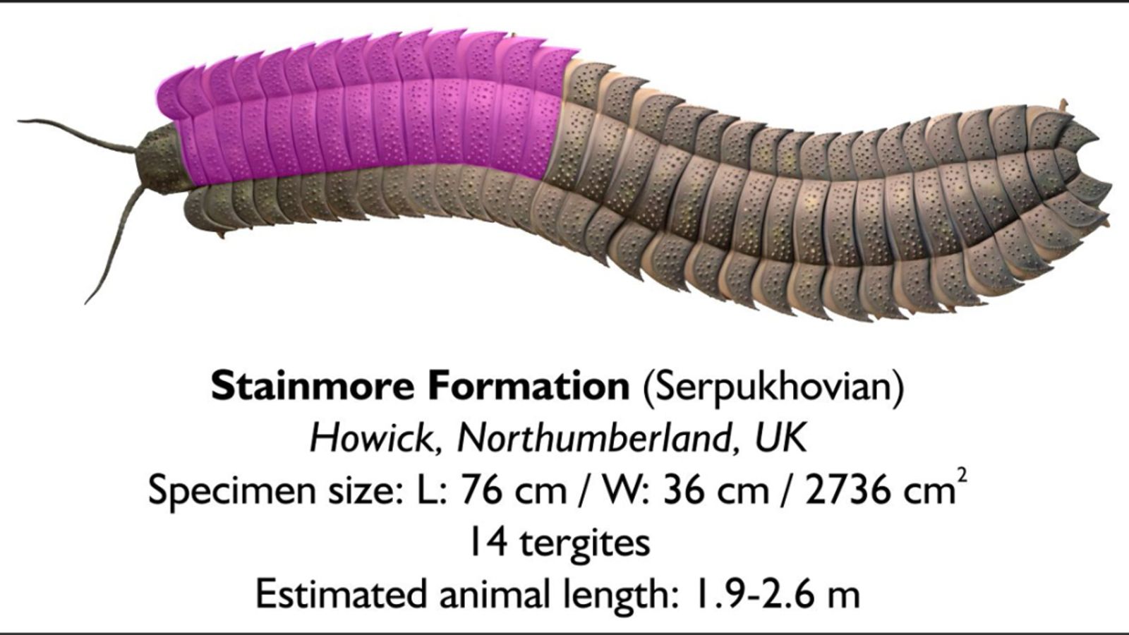 Scientists uncover fossil of giant millipede 'It was a complete fluke