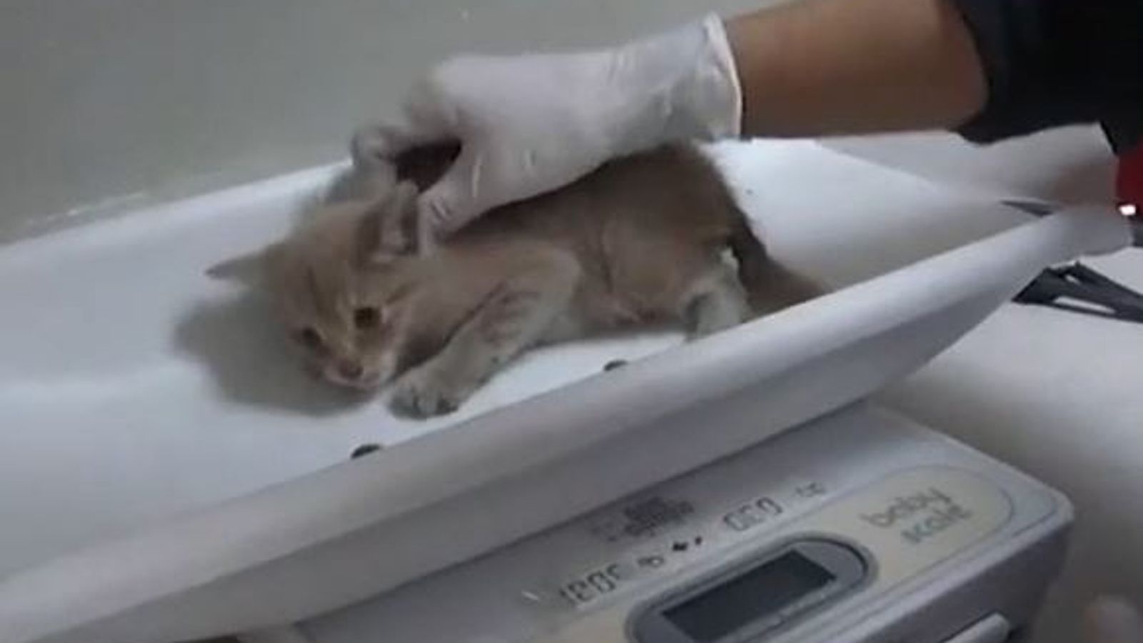 Video: Kitten stuck in drain is rescued in Arizona | US News | Sky News