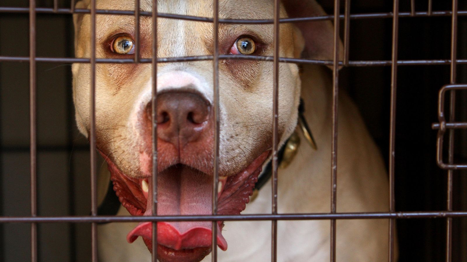 Hundreds Of 'dangerous' Dogs Killed After Being Seized By Police - But ...