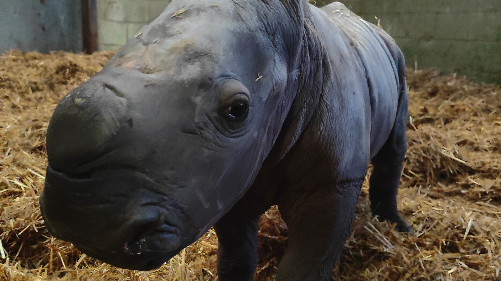 'Little miracle': Zoo celebrates birth of rare white rhino ...
