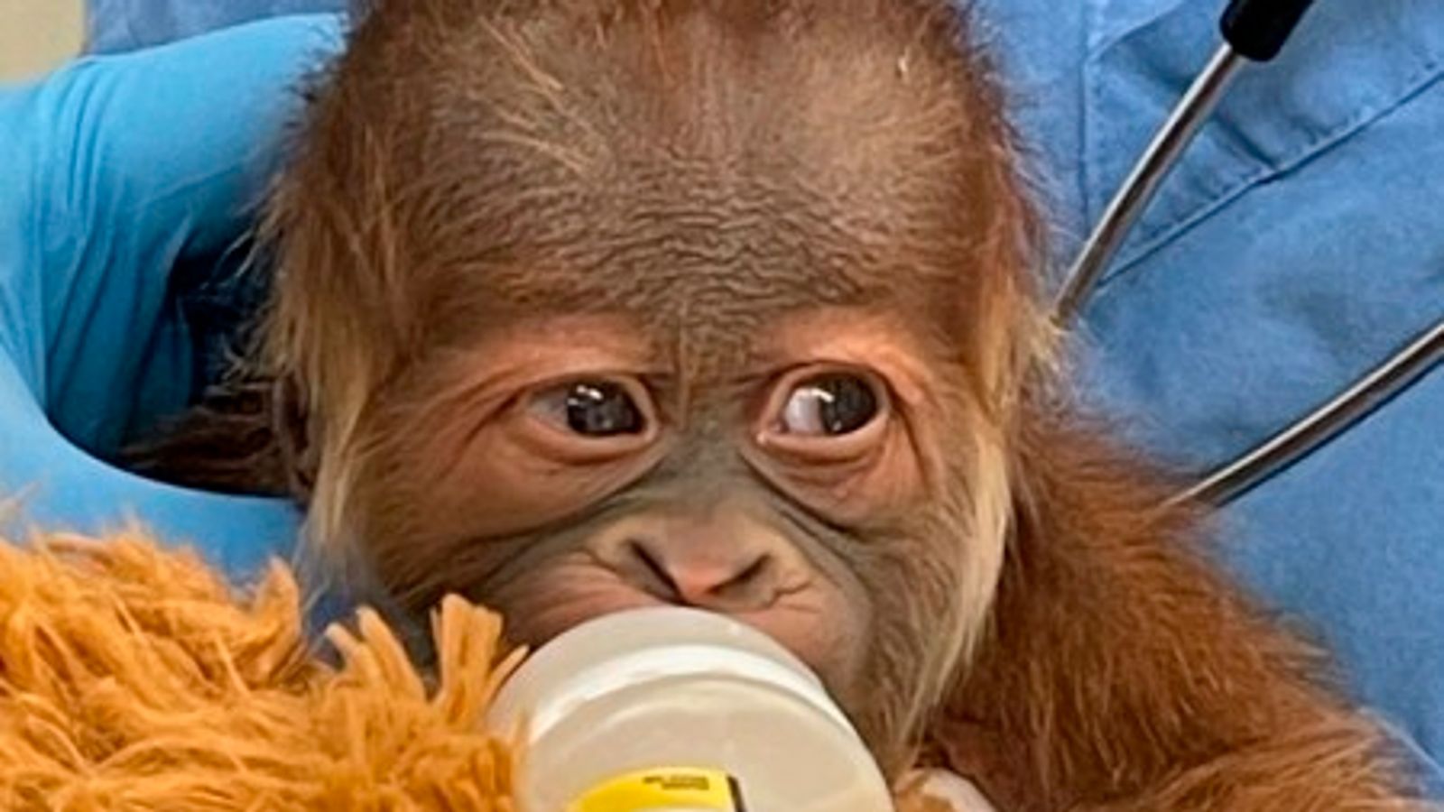 Endangered orangutan gives birth to healthy baby boy at US ...