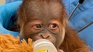 Pic: AP

This undated photo provided by the Audubon Zoo on Monday, Dec. 27, 2022 shows a male infant Sumatran orangutan born to Menari at the zoo in New Orleans on Friday, Christmas Eve. His twin was stillborn, officials at the Audubon Zoo said Monday. (Audubon Zoo via AP)
