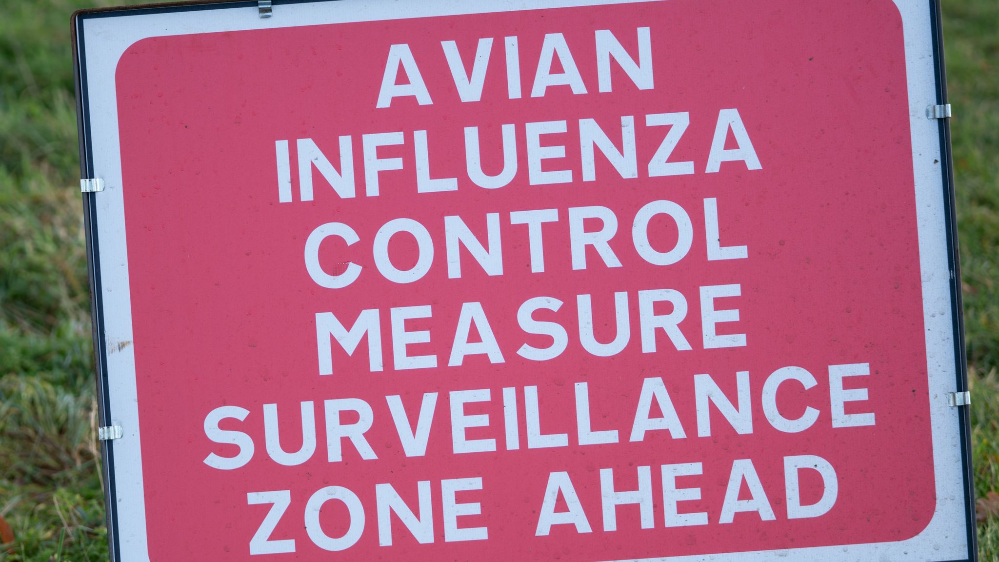 bird-flu-discovered-in-a-person-in-south-west-england-ukhsa-confirms