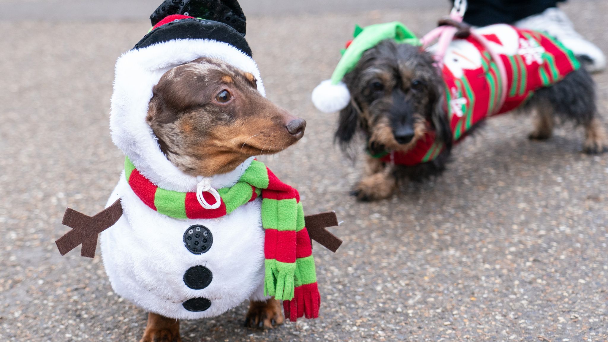 Dachshund through the snow Sausage dogs enjoy annual Christmas fancy dress walk in London's