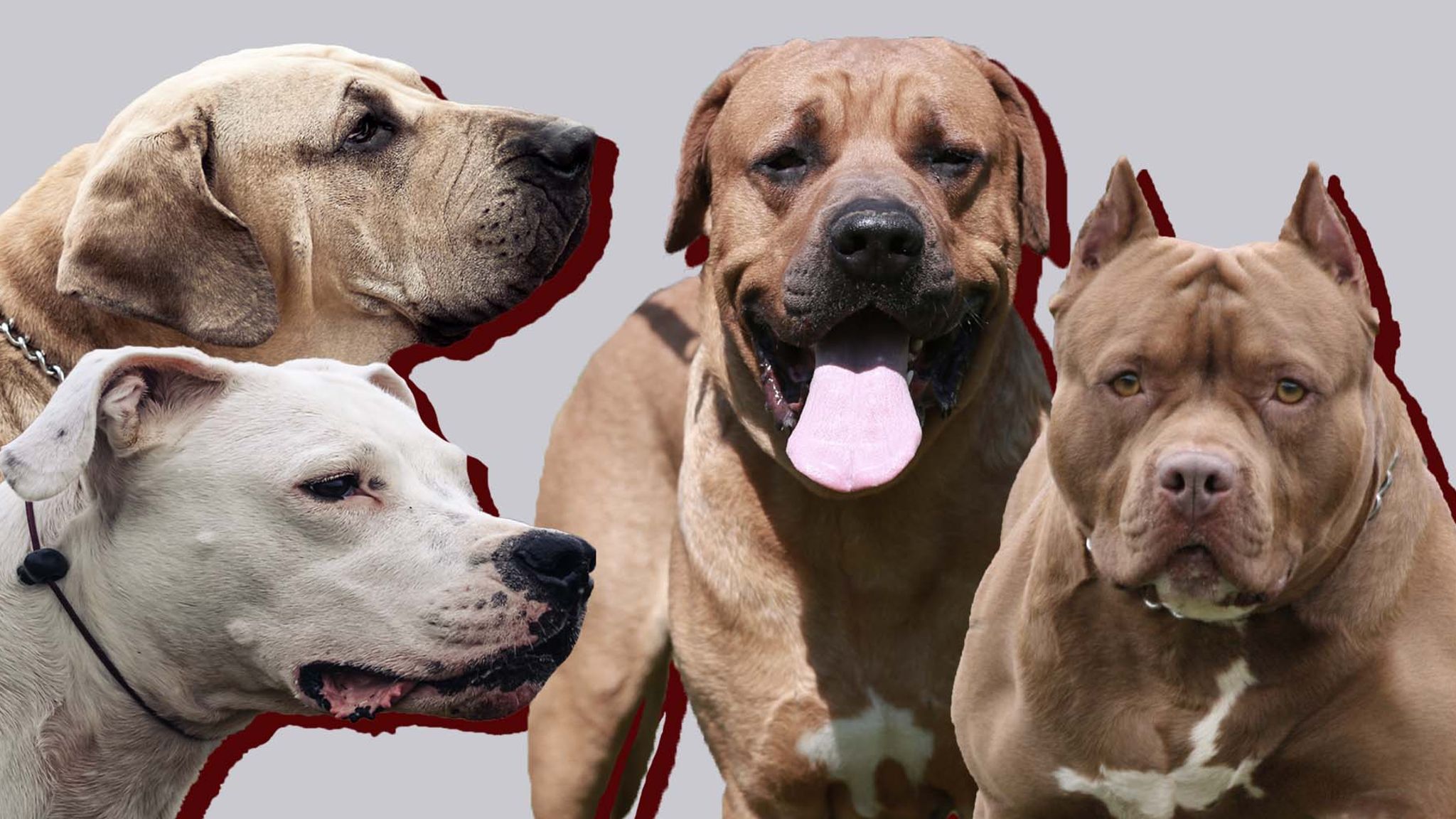 The list of banned dog breeds includes - Pitbull Terrier - Tosa