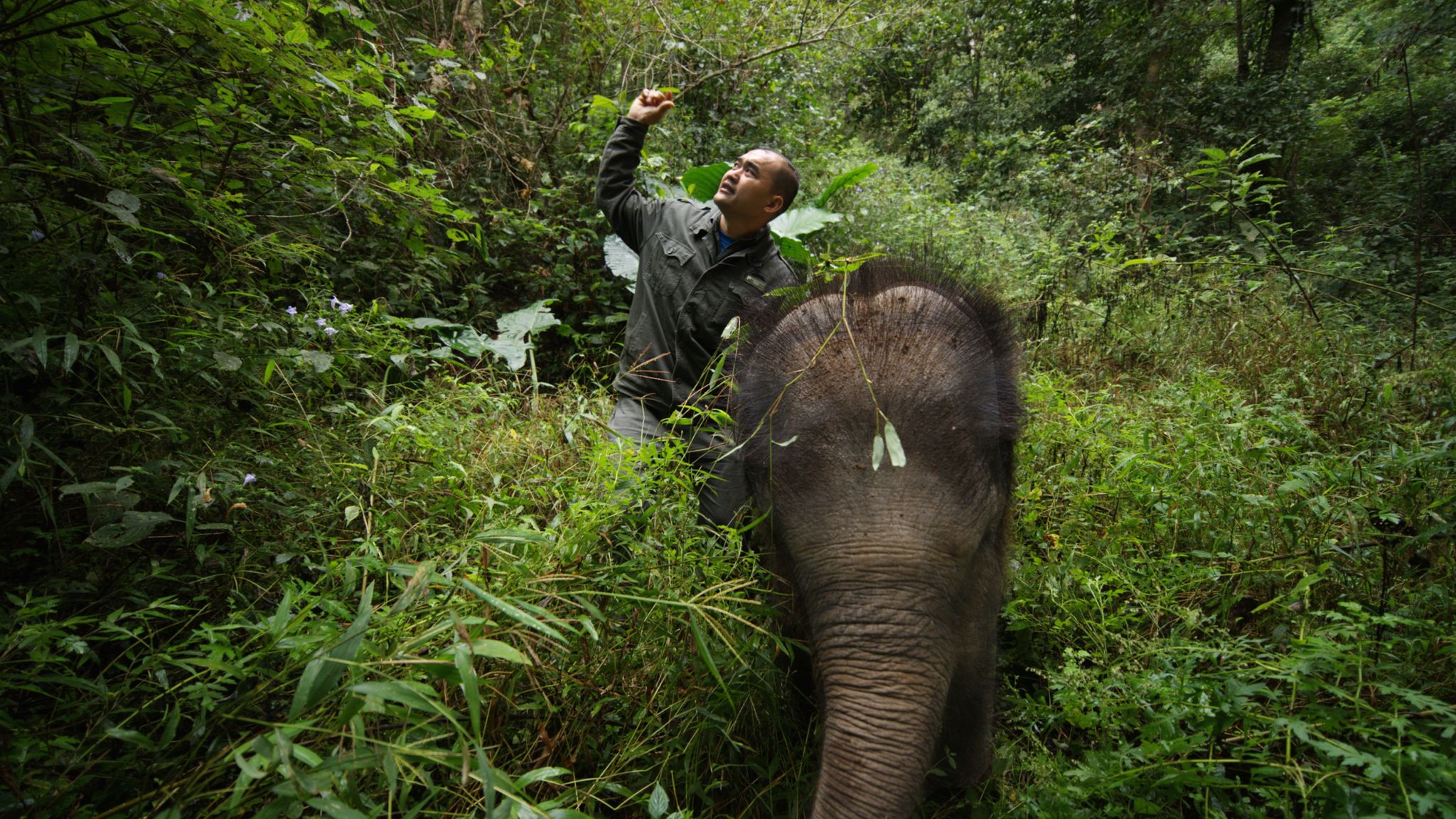 Meet the 'elephant dad': How one part of China is helping the